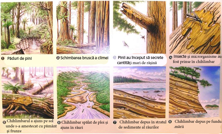 Formarea chihlimbarului in imagini