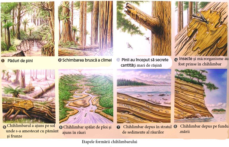 cum s-a format chihlimbarul