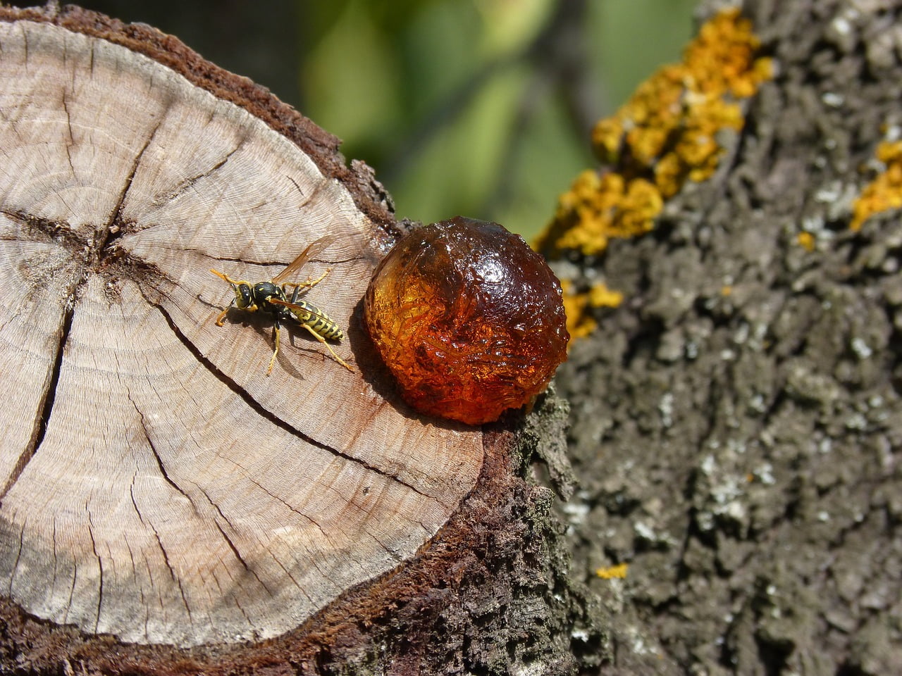 Rasina - Ce este chihlimbarul?